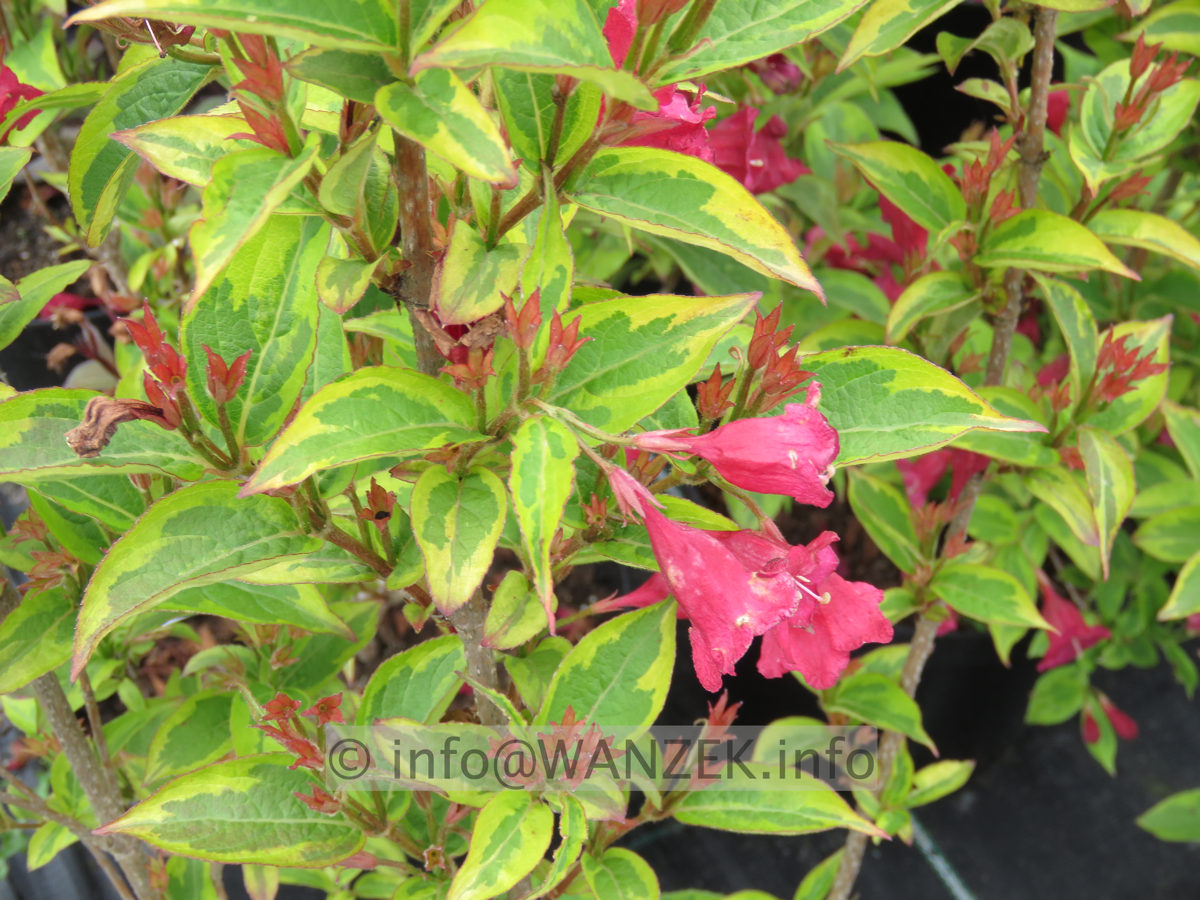 Weigela florida Moulin Rouge 03.JPG